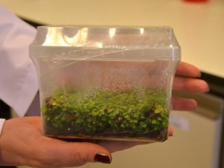 520c1 gtc39cden bilim c4b0nsanlarc4b1 yapay ortamda bitki bc3bcyc3bcmesini sac49flayan yeni bir bakteri tc3bcrc3bc buldu 1