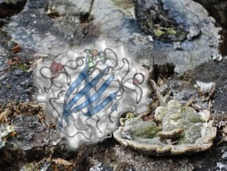 81d61 mantarlar odundan yenilenebilir enerji c39cretmek c4b0c3a7in yeni bir yol olabilir