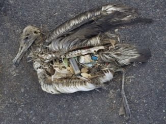 Avrupa Tek Kullanımlık Plastiklere Savaş Açtı - KimyaHaberleri