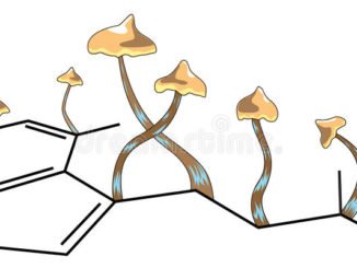 60335 mantarlar yabani otlar c4b0le mc3bccadelede yardc4b1mcc4b1mc4b1z olabilir