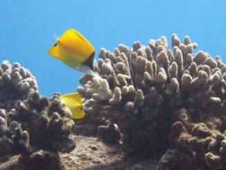 ace0a hawaii mercanlara zarar verdic49fi dc3bcc59fc3bcnc3bclen kimyasallarc4b1 c4b0c3a7eren gc3bcnec59f koruyucularc4b1nc4b1 yasakladc4b1 e1534966096168