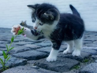 sagliginiz icin kedi sevin