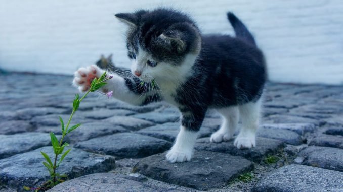 sagliginiz icin kedi sevin sagliginiz icin kedi sevin
