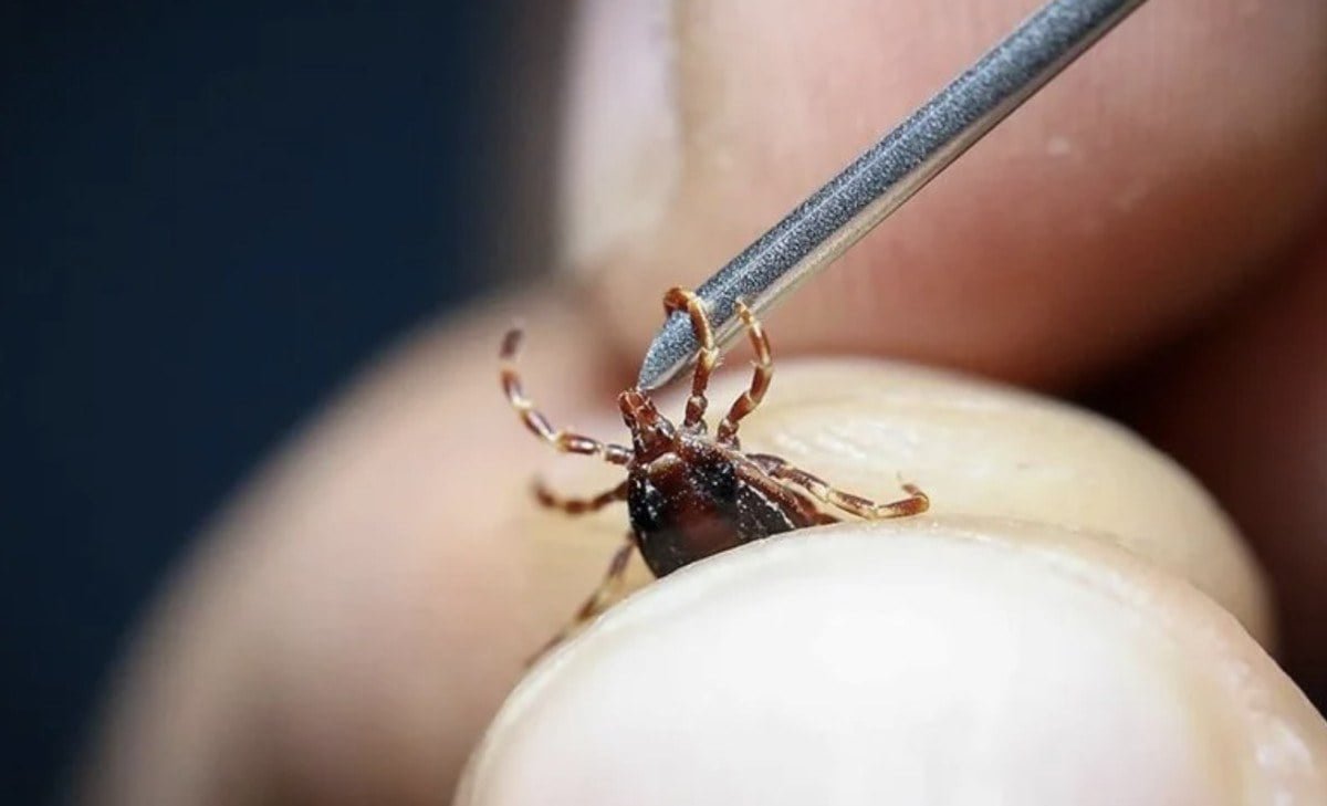 Kırım Kongo Kanamalı Ateşi Hastalığı Vakalarında Artış