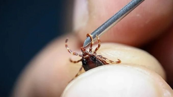 kirim-kongo-kanamali-atesi-hastaligi-vakalarinda-artis-RygOYbUg.jpg