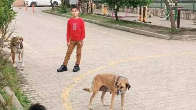 orduda-bir-ogrencinin-kopek-kaciran-ayakkabi-projesi-fgbV5O84.jpg