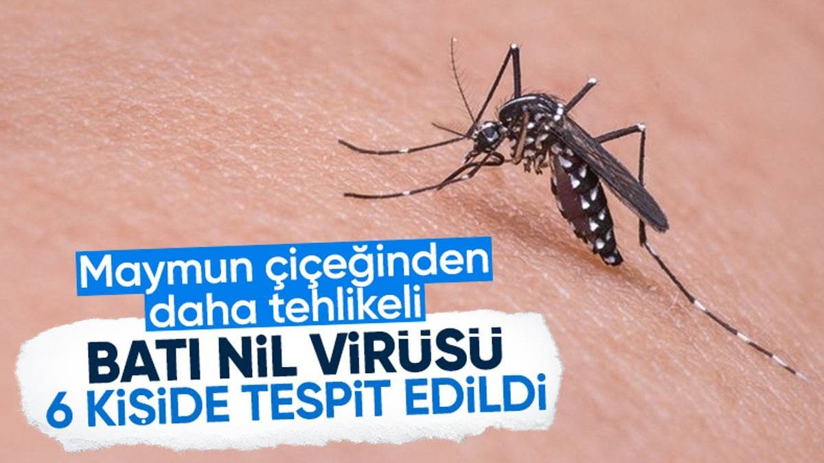 bati-nil-virusu-turkiyede-2024te-6-vaka-tespit-edildi-aaesLt7d.jpg
