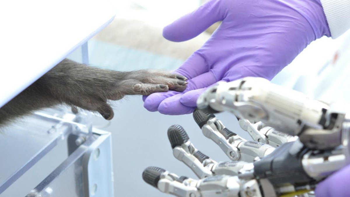 rhesus-maymunlari-uzerinde-gerceklestirilen-arastirma-ile-protez-ellerde-yeni-gelismeler-0-BjJt2Pun.jpg