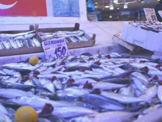 Hamsiyi Tahtından Etti: Kilosu 100 Tl! - KimyaHaberleri
